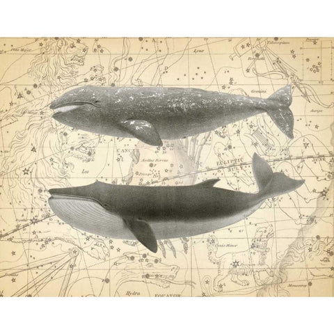 Whale Constellation 2 Black Modern Wood Framed Art Print with Double Matting by James, Christopher