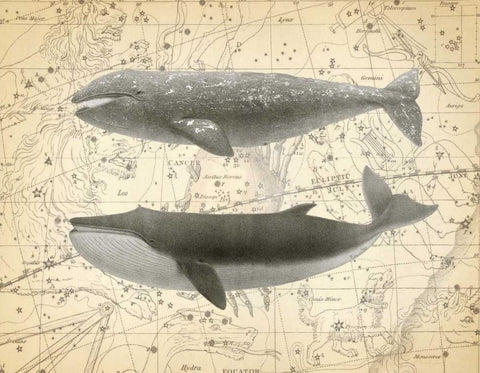 Whale Constellation 2 White Modern Wood Framed Art Print with Double Matting by James, Christopher