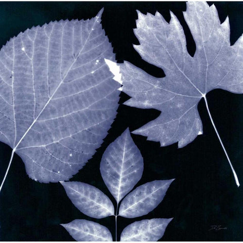 Denim Sunprint Leaves White Modern Wood Framed Art Print by Zamudio, Dan