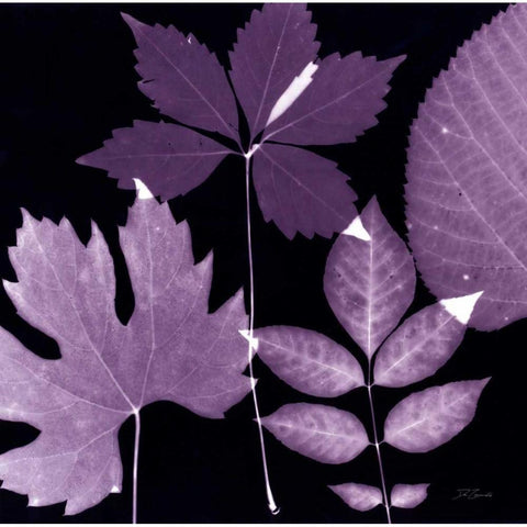 Plum Sunprint Leaves Black Modern Wood Framed Art Print with Double Matting by Zamudio, Dan
