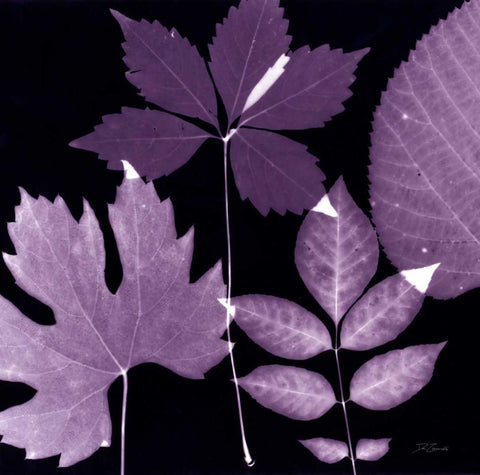 Plum Sunprint Leaves White Modern Wood Framed Art Print with Double Matting by Zamudio, Dan