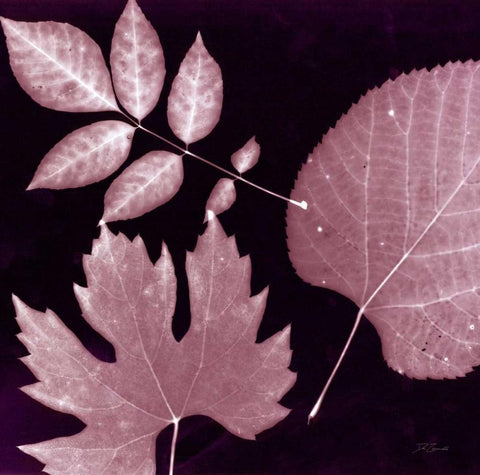 Cabernet Sunprint Leaves Black Ornate Wood Framed Art Print with Double Matting by Zamudio, Dan