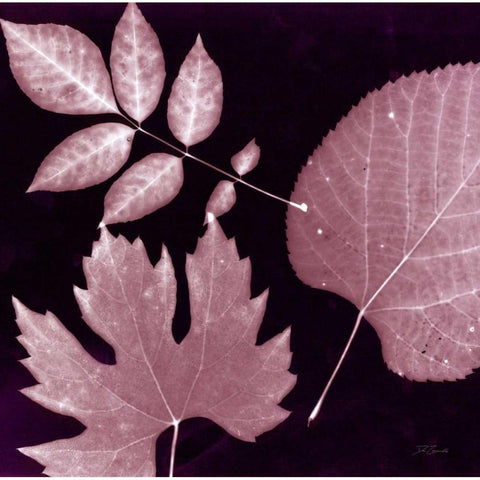 Cabernet Sunprint Leaves Black Modern Wood Framed Art Print by Zamudio, Dan