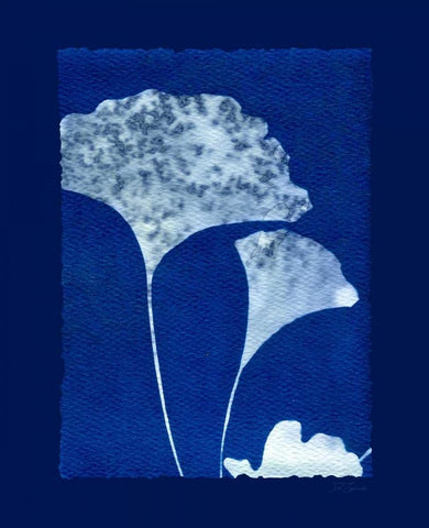 Cyanotype Ginko White Modern Wood Framed Art Print with Double Matting by Zamudio, Dan