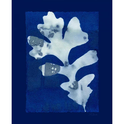 Cyanotype Oak White Modern Wood Framed Art Print by Zamudio, Dan