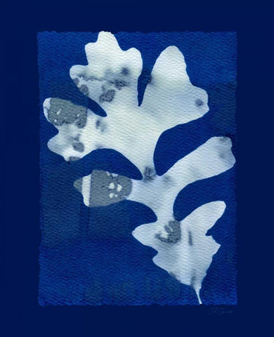 Cyanotype Oak White Modern Wood Framed Art Print with Double Matting by Zamudio, Dan