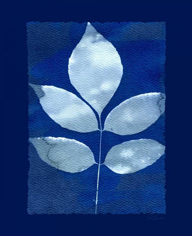 Cyanotype Birch White Modern Wood Framed Art Print with Double Matting by Zamudio, Dan