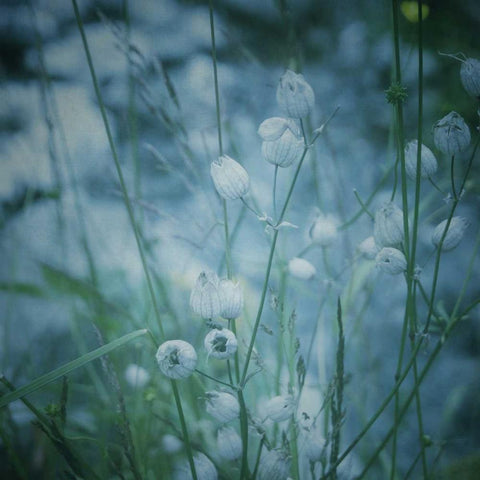 Garden Dreams 5 Black Modern Wood Framed Art Print by Hoey, Linda