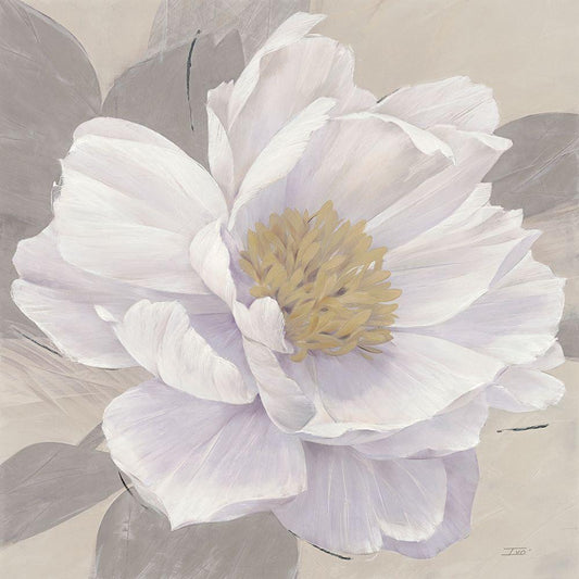 Image Only