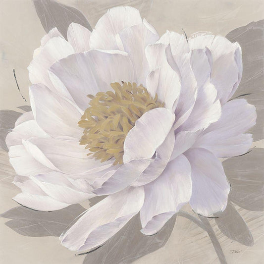 Image Only