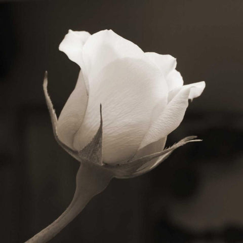Single Bud Black Modern Wood Framed Art Print by Semenza, Marlana