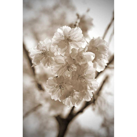 Blossom Twig 2 White Modern Wood Framed Art Print by Semenza, Marlana