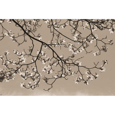 Dogwood Silhouette 1 Gold Ornate Wood Framed Art Print with Double Matting by Semenza, Marlana