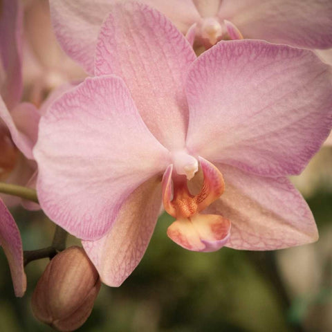 Orchid Romance Black Modern Wood Framed Art Print by Sememza, Marlana