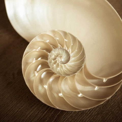 Natural Nautilus White Modern Wood Framed Art Print with Double Matting by Semenza, Marlana