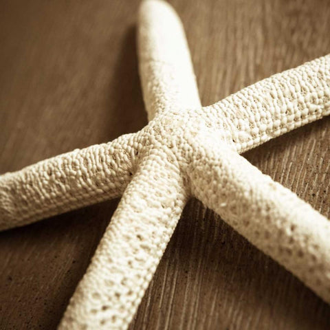 Natural Starfish White Modern Wood Framed Art Print by Semenza, Marlana