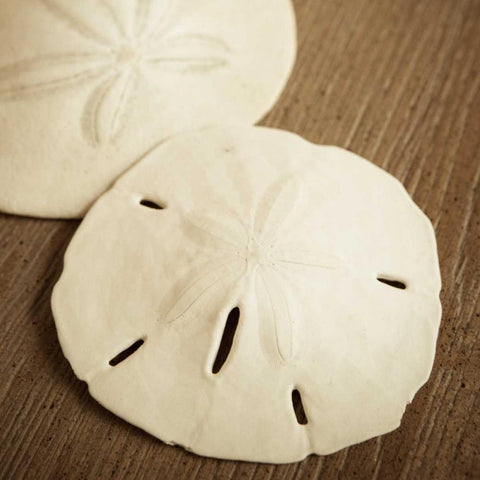 Natural Sand Dollars Black Modern Wood Framed Art Print by Semenza, Marlana