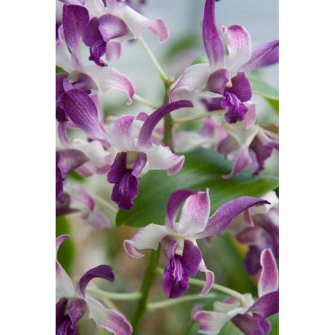 Array of Orchids Black Modern Wood Framed Art Print with Double Matting by Semenza, Marlana