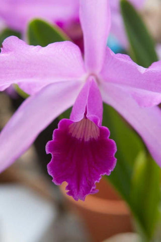 Orchid Close Up White Modern Wood Framed Art Print with Double Matting by Semenza, Marlana