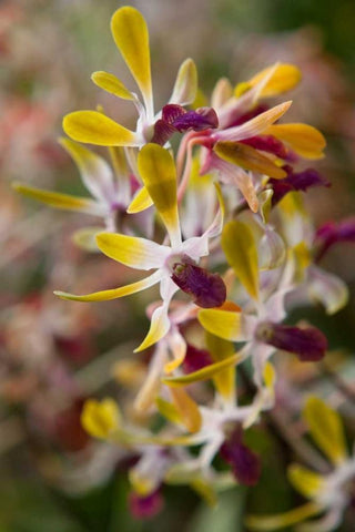 Tropical Garden Orchids Black Ornate Wood Framed Art Print with Double Matting by Semenza, Marlana