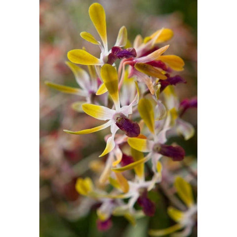 Tropical Garden Orchids Black Modern Wood Framed Art Print with Double Matting by Semenza, Marlana