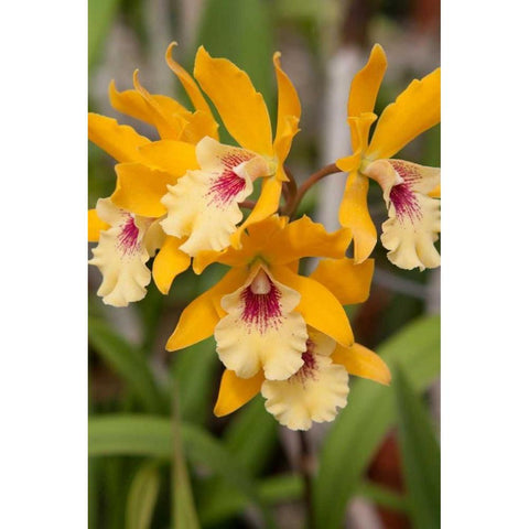 Golden Orchids Gold Ornate Wood Framed Art Print with Double Matting by Semenza, Marlana