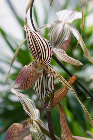 Orchid In Stripes White Modern Wood Framed Art Print with Double Matting by Semenza, Marlana