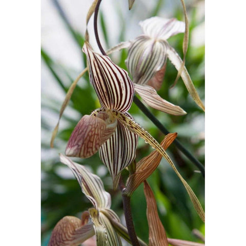 Orchid In Stripes Black Modern Wood Framed Art Print by Semenza, Marlana