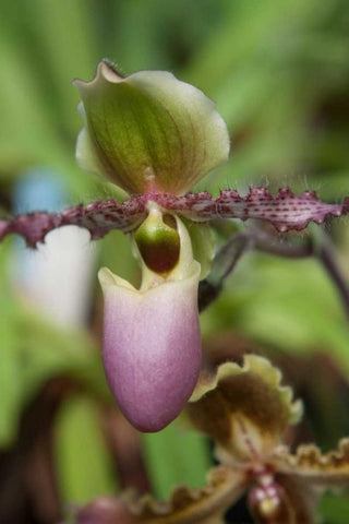 Orchid Exotic Black Ornate Wood Framed Art Print with Double Matting by Semenza, Marlana