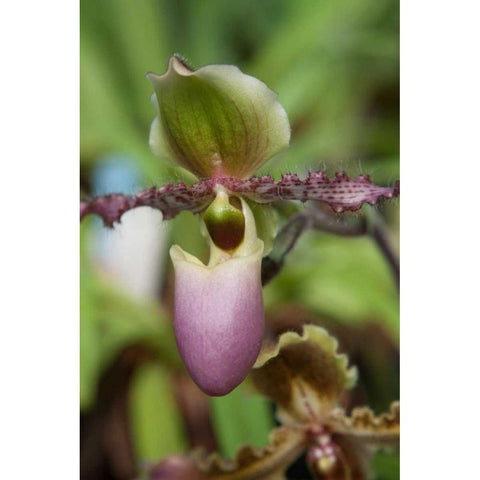 Orchid Exotic White Modern Wood Framed Art Print by Semenza, Marlana