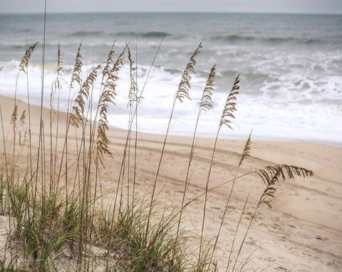 Silver Seagrass Black Ornate Wood Framed Art Print with Double Matting by Semenza, Marlana