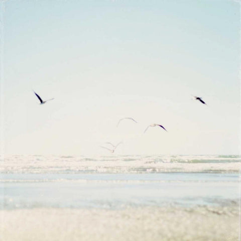 Faded Flight Black Ornate Wood Framed Art Print with Double Matting by Susannah Tucker Photography