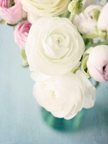 Still Beauty in Pastel 1 Black Ornate Wood Framed Art Print with Double Matting by Susannah Tucker Photography