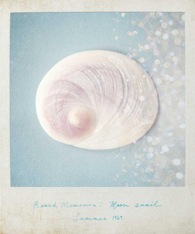 Beach Memories Moon Snail White Modern Wood Framed Art Print with Double Matting by Susannah Tucker Photography