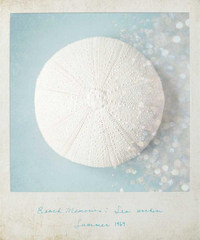 Beach Memories Sea Urchin White Modern Wood Framed Art Print with Double Matting by Susannah Tucker Photography