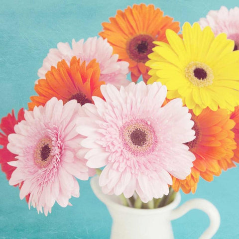 Cheerful Daisies Black Modern Wood Framed Art Print with Double Matting by Susannah Tucker Photography
