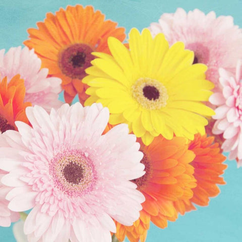 Happy Daisies White Modern Wood Framed Art Print by Susannah Tucker Photography