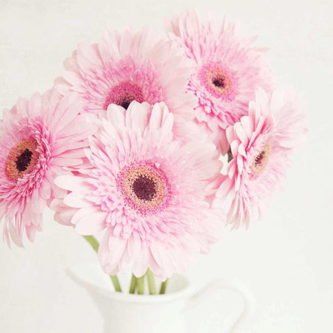 Pretty in Pink White Modern Wood Framed Art Print with Double Matting by Susannah Tucker Photography