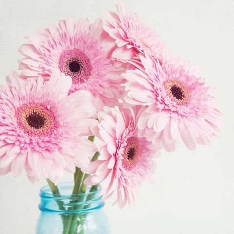 Pretty Pink Daisies Black Modern Wood Framed Art Print by Susannah Tucker Photography