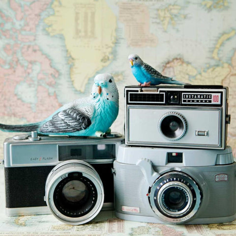 Budgie Photo Bomb Black Modern Wood Framed Art Print with Double Matting by Susannah Tucker Photography