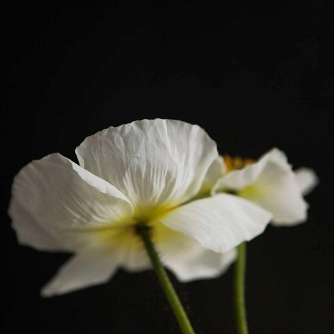 Dramatic Petals 1 Black Modern Wood Framed Art Print by Susannah Tucker Photography