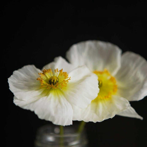 Dramatic Petals 2 White Modern Wood Framed Art Print with Double Matting by Susannah Tucker Photography