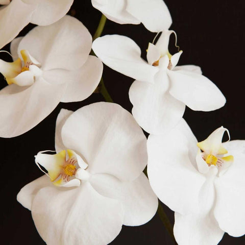 Dramatic Orchid 1 Gold Ornate Wood Framed Art Print with Double Matting by Susannah Tucker Photography