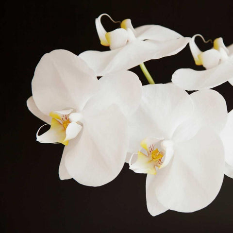 Dramatic Orchid 2 White Modern Wood Framed Art Print by Susannah Tucker Photography