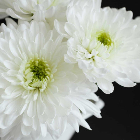 Dramatic Chrysanthemum 1 Black Modern Wood Framed Art Print with Double Matting by Susannah Tucker Photography
