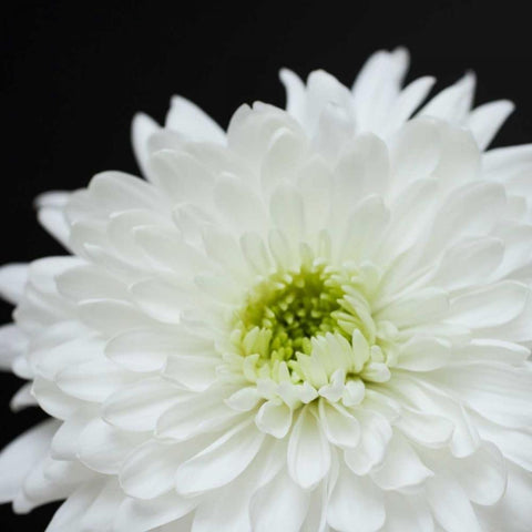 Dramatic Chrysanthemum 2 Black Modern Wood Framed Art Print by Susannah Tucker Photography