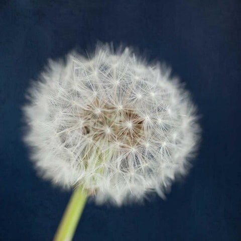 Wish Garden White Modern Wood Framed Art Print by Susannah Tucker Photography