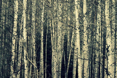 Birch Dream Black Ornate Wood Framed Art Print with Double Matting by Dickinson, Robin