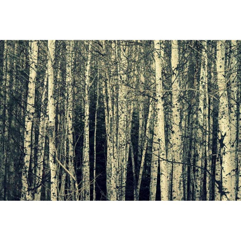 Birch Dream Black Modern Wood Framed Art Print with Double Matting by Dickinson, Robin