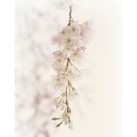 Hanging Blossoms White Modern Wood Framed Art Print by Dickinson, Robin